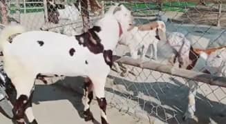 Qurbani Lagne Wala Desi Bakra For Sale _03278290878
