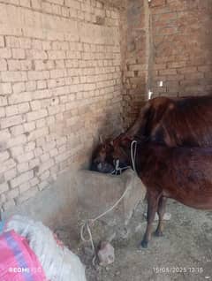 cow sale sath wachi Bhi ha Musa khel location ha