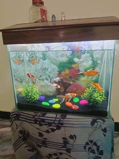 Fish aquarium