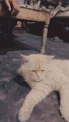9 month age . light brown colur