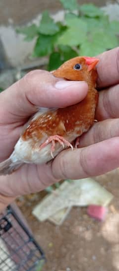 Full and half orange zebra finches