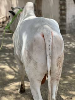 bail qurbani ke liye for sale WhatsApp 03204968514