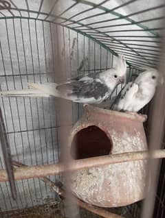 Beautiful Male Cocktail Parrots (Father & Son) for Sale