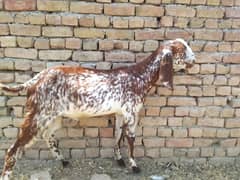 Qurbani