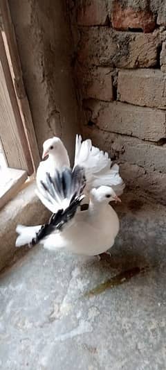 Lakkha kabootar