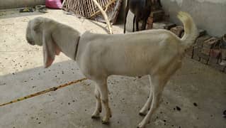 desi bakray Donday