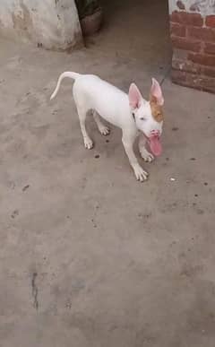 Guwahati gultair for sale available puppies