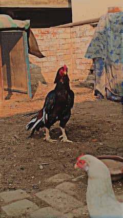 aseel murga pair