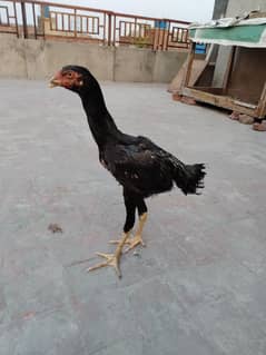 aseel shamo patha