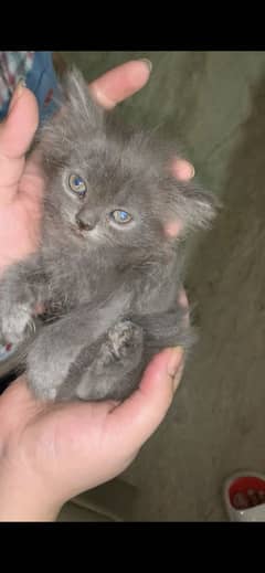 kittens