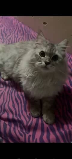 Russian blue