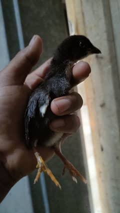 bermi aseel chicks for sale 03244145082