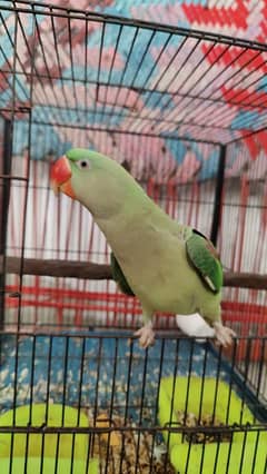 Female Raw parrot 9 month age