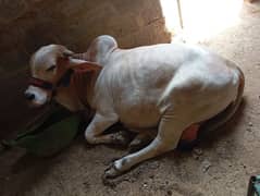 qurbani