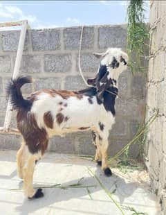 Bakra