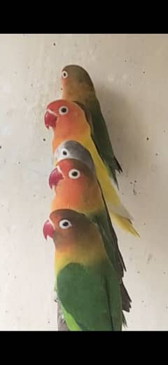 love bird