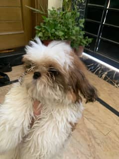 Shitzu 2 months age