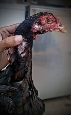 aseel murgi ghr ki madi ha 2300 grm weight ha