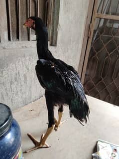 aseel shamo patha