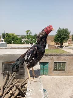 Aseel murga