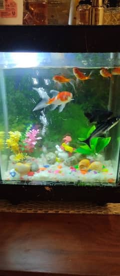 fish