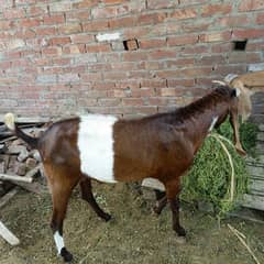 Andal bakra for qurbani 2025