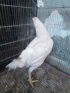 white seel