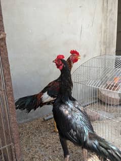 aseel roosters