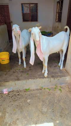 jmbo saiz golbi bkra 2dant