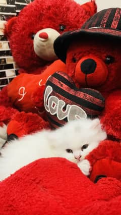 persian cats available female
