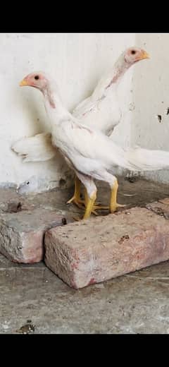 white shamo& Black shamo& Ready shamo chicks available 03214632511