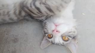Help me find my lost cat.