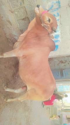 bachra
