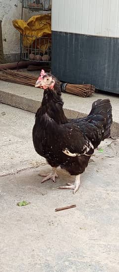pure desi two hen for sale