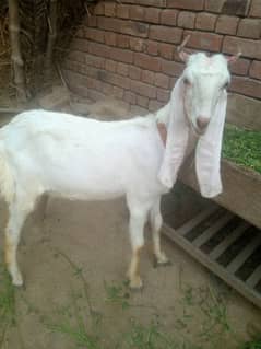 desi path 1 year age ghr rakh b sakty hai or qurbani k liye b achi hai