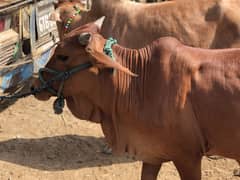 Qurbani