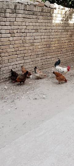 6 Desi Hens and 1 Rooster (Cock) for Sale - Egg-Laying Hens Available