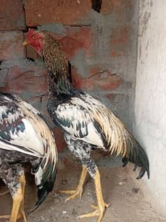 hen. .