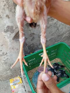 Aseel hens tratpakoye or Pakistani breed
