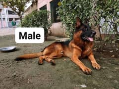 good male
