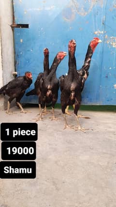 Shamo | Black Shamo | Shamo | German Shamo | Aseel Shamoo for sale