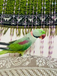 My Charming PARROT looking for a new Home.