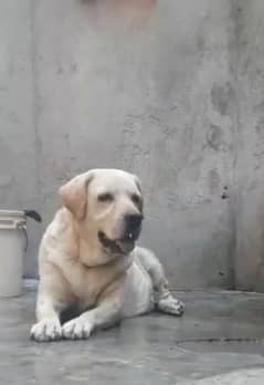 female for sale