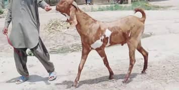 Qurbani lagne wala Desi Bakra For Sale Call/03444672402