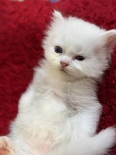 cute white kitten triple coat