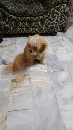 urgent sale bread molty female age 2months
