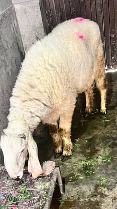 2 dantt Chaatra For sale