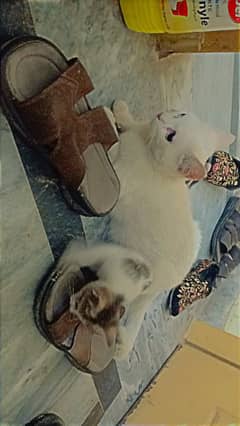 Cat for Sale urgent
