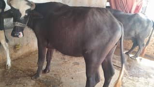1 adad bhains,1 adad jhoti,1 adad wehri for sale