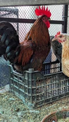 Desi and Golden Misri Hens (Home Breed)